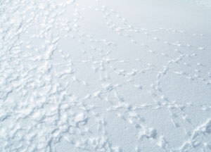 bildreich karten PK 73: spur III.