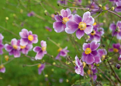 bildreich karten PK 1010: lilalust.