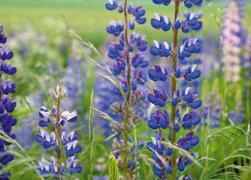 bildreich karten PK 1013: luvina I.