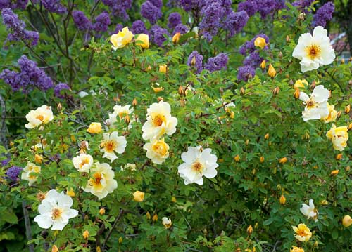 bildreich karten PK 1019: rosen und flieder.