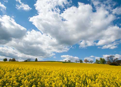 bildreich karten PK 1036: rhapsodie.