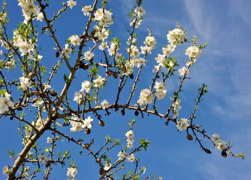 bildreich karten PK 1041: mandelzweig.