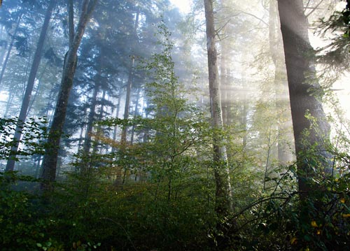 bildreich karten PK 1104: lichtflut.