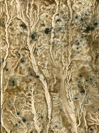 Ayrer, 47 Thesis Medica de Morbo Ungarico. (Umschlag)