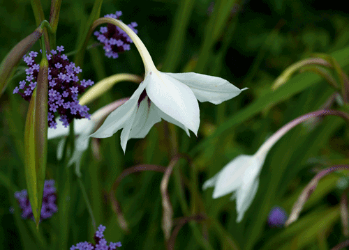 bildreich karten PK 1136: sommerabendtraum I.