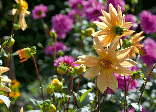 bildreich karten PK 1149: im dahlengarten.