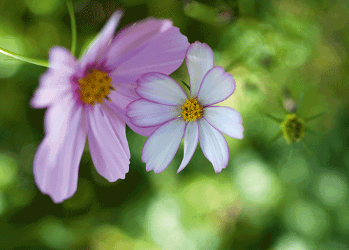 bildreich karten PK 1150: wie leicht!.