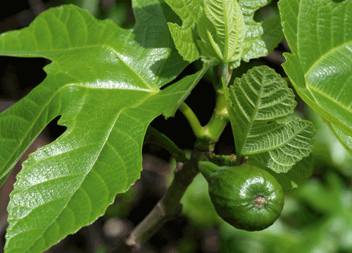bildreich karten PK 1152: zu beginn des sommers.