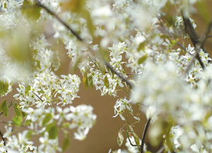 bildreich karten PK 154: blütenrausch X.