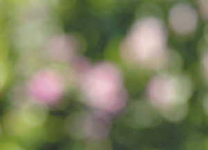 bildreich karten PK 176: sommersummen IV.