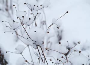 bildreich karten PK 198: schneekappen I.