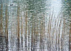 bildreich karten PK 261: lichtgewirkt.
