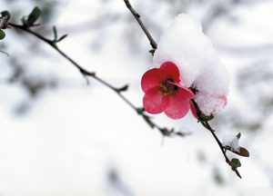bildreich karten PK 271: im schnee.
