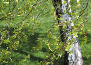 bildreich karten PK 317: betula pendula, birke.