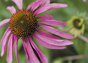 bildreich karten PK 320: echinacea purpurea, sonnenhut.