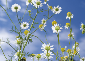 bildreich karten PK 336: matricaria recutita, echte kamille.