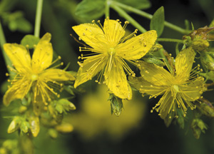 bildreich karten PK 337: hypericum perforatum, johanniskraut.
