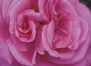 bildreich karten PK 344: ineinander.