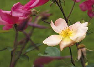bildreich karten PK 349: rosa chinensis, mutabilis.