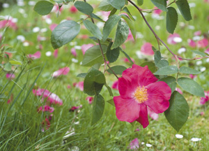 bildreich karten PK 356: rosa francofurtuna.