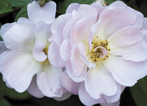 bildreich karten PK 361: morgenfrisch.