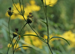 bildreich karten PK 458: sommererinnerungen.