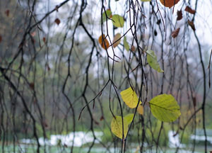 bildreich karten PK 468: novembertag.