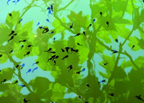 bildreich karten PK 521: girini felici.