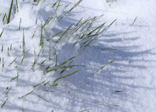 bildreich karten PK 570: grasgruen und schneeweiss.