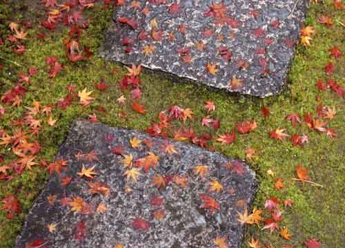 bildreich karten PK 684: steps in autumn.