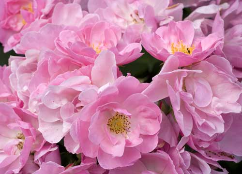 bildreich karten PK 696: rosenbouquet.