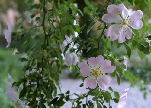 bildreich karten PK 698: ballerine.