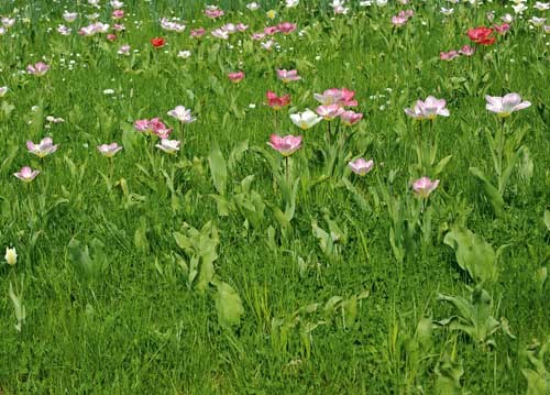 bildreich karten PK 929: tulpenwiese.