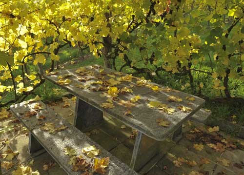 bildreich karten PK 948: reblaubtafel.