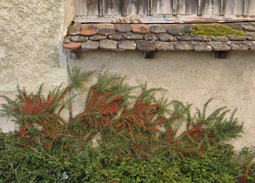 bildreich karten PK 961: mauergarten.