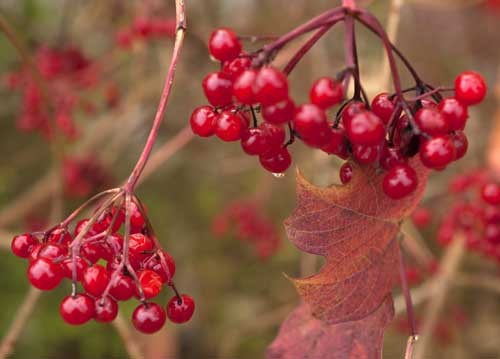 bildreich karten PK 966: beerenrot.
