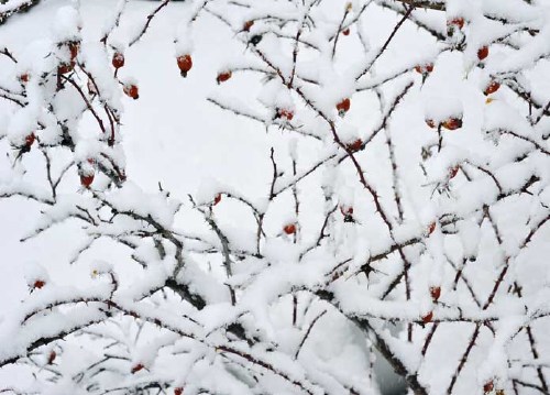 bildreich karten PK 971: schneekaeppchen.