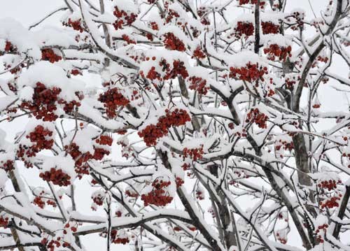 bildreich karten PK 972: morgenueberraschung.