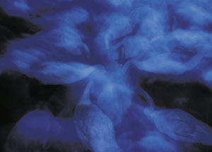 bildreich karten PK 3: schwäne II.