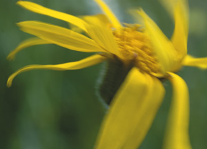 bildreich karten PK 339: arnica montana, bergarnika.