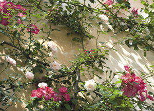 bildreich karten PK 357: kletterrose new dawn.