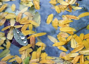 bildreich karten PK 471: getragen.