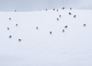 bildreich karten PK 479: schneefinken I.