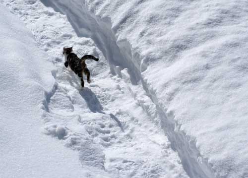 bildreich karten PK 568: pitchi.