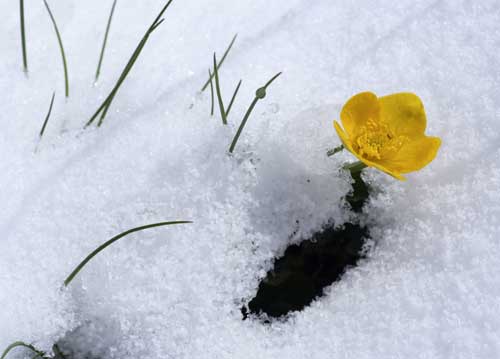 bildreich karten PK 569: fruehlingserwachen.