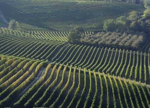 bildreich karten PK 577: vino e nocciole.