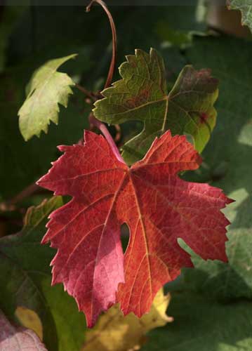 bildreich karten PK 586: vitis vinifera.