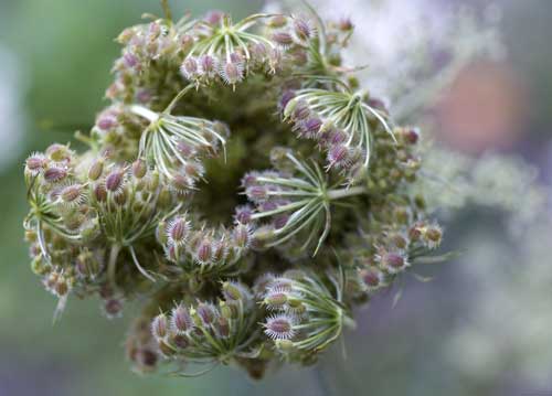 bildreich karten PK 742: samennest.