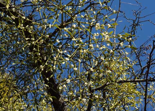 bildreich karten PK 848: viscum album, mistel II.