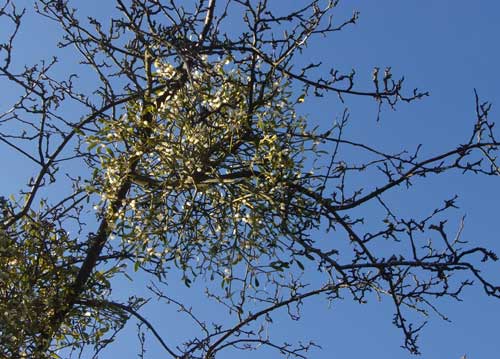 bildreich karten PK 849: viscoum album, mistel III.